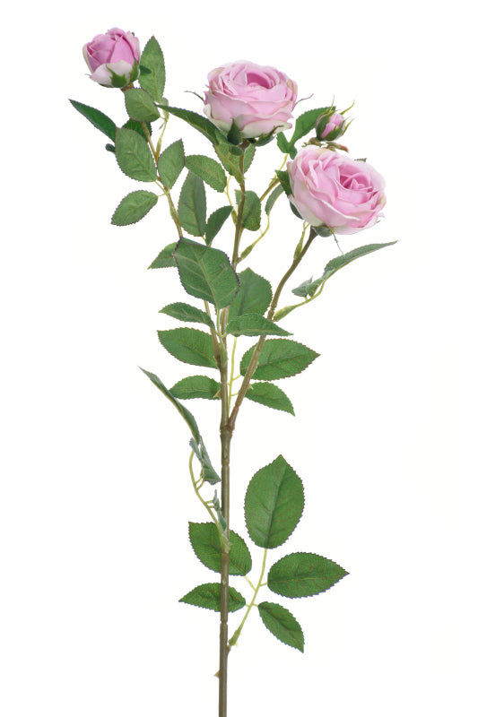 English Rose Spray