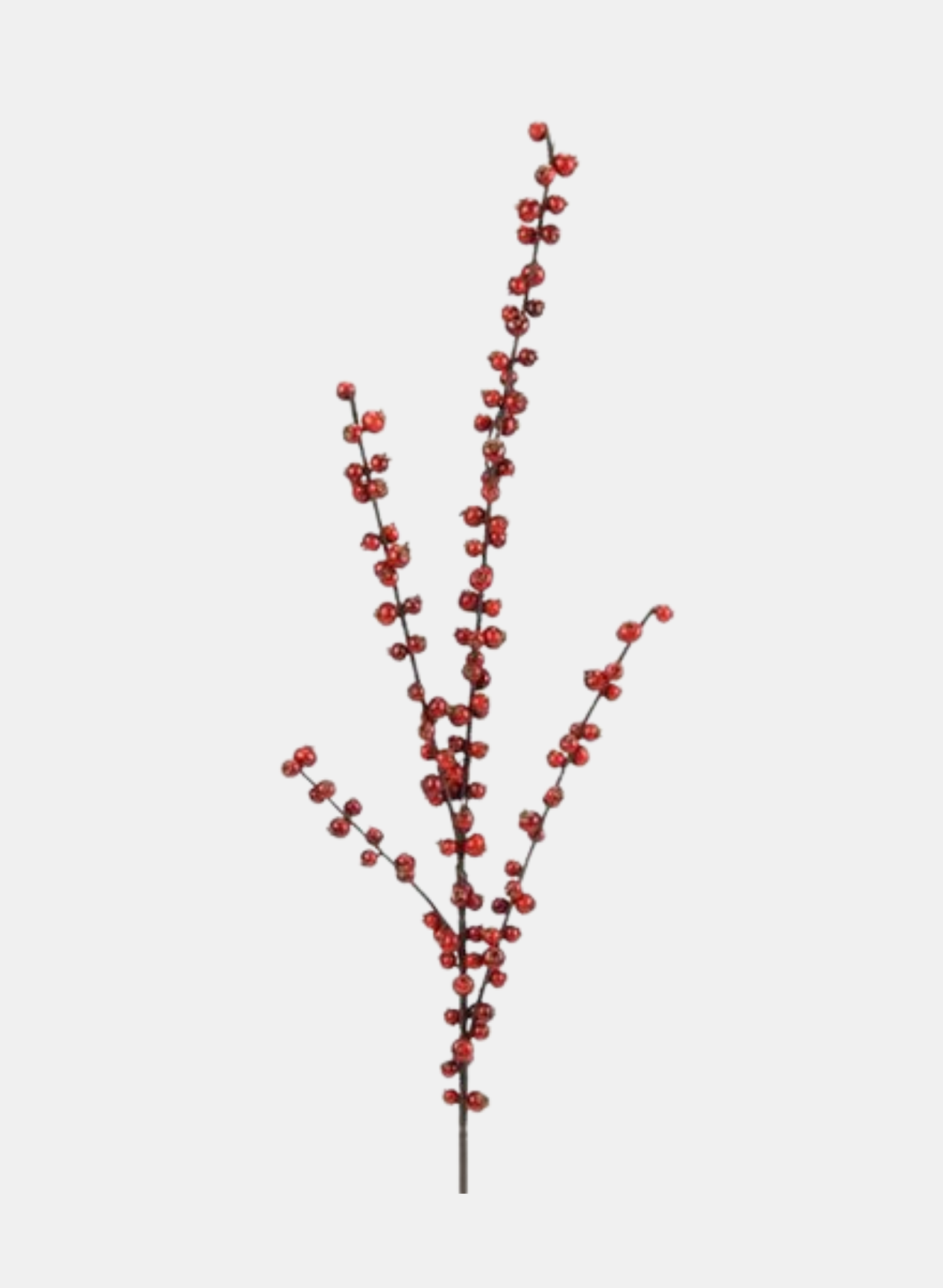 28"L HUCKLEBERRY SPRAY RED