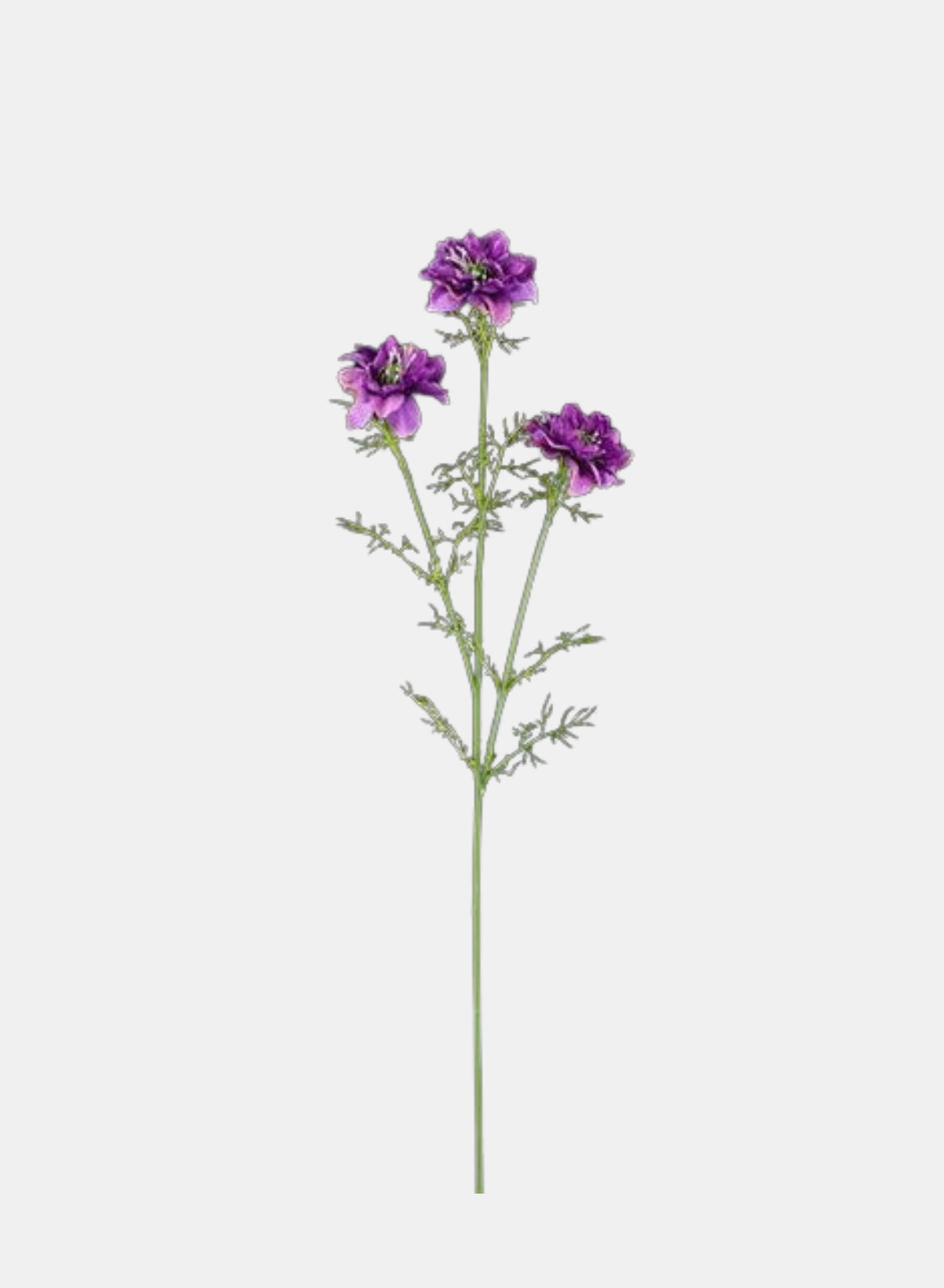 27"L COSMOS SPRAY X3 PURPLE