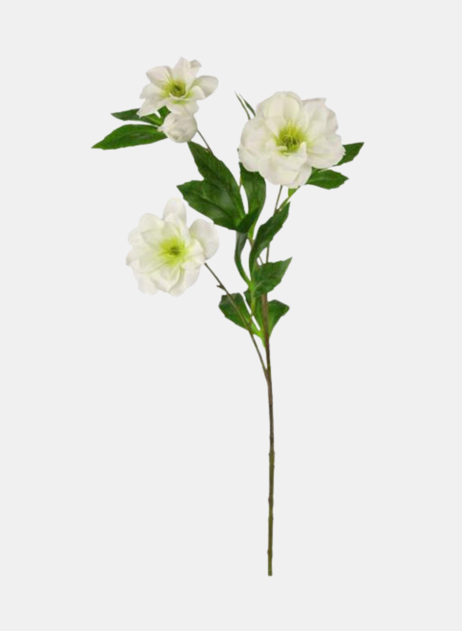 25.5"L LENTEN ROSE SPRAY WHITE/GREEN