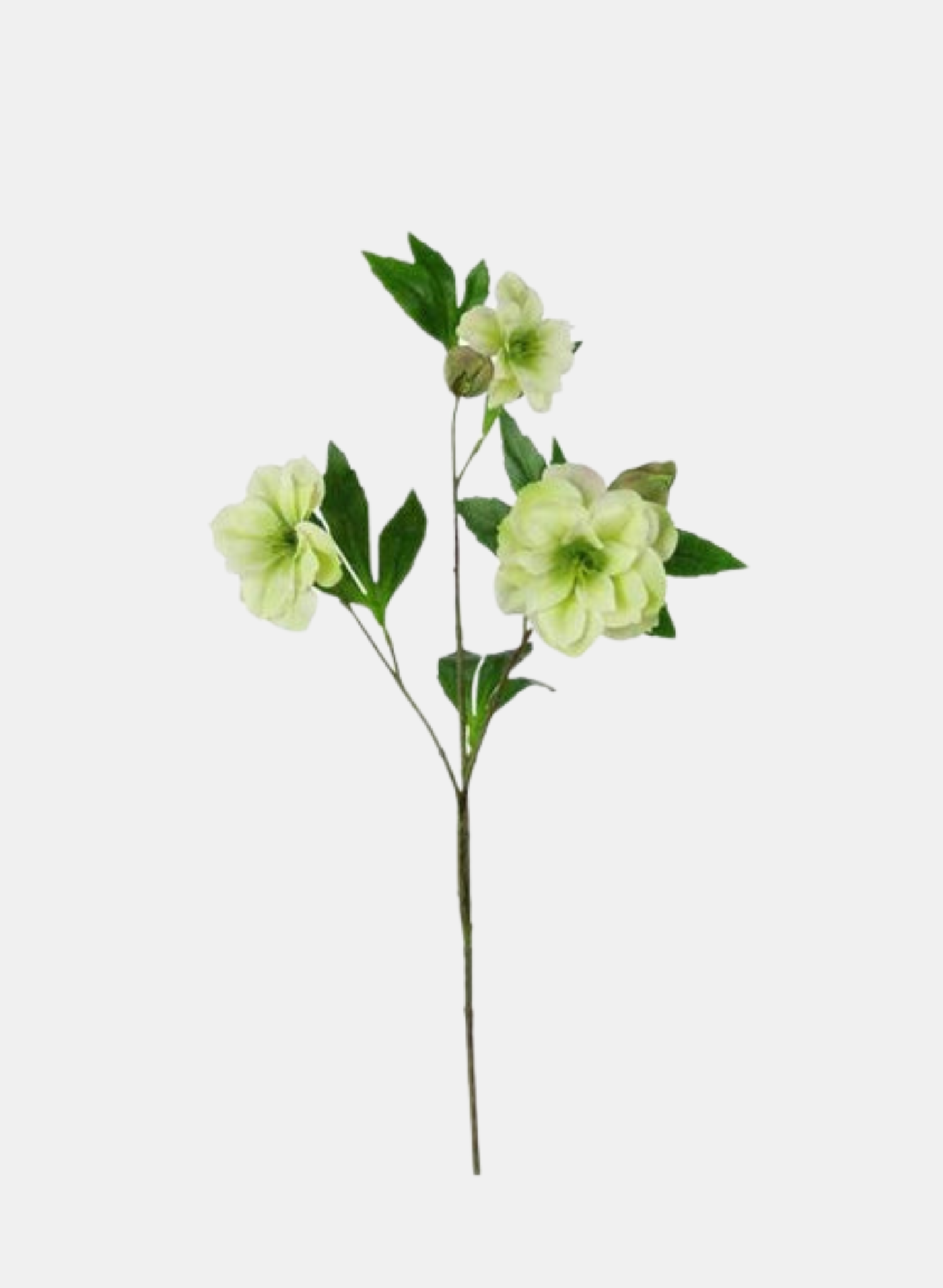 25.5"L LENTEN ROSE SPRAY CREAM