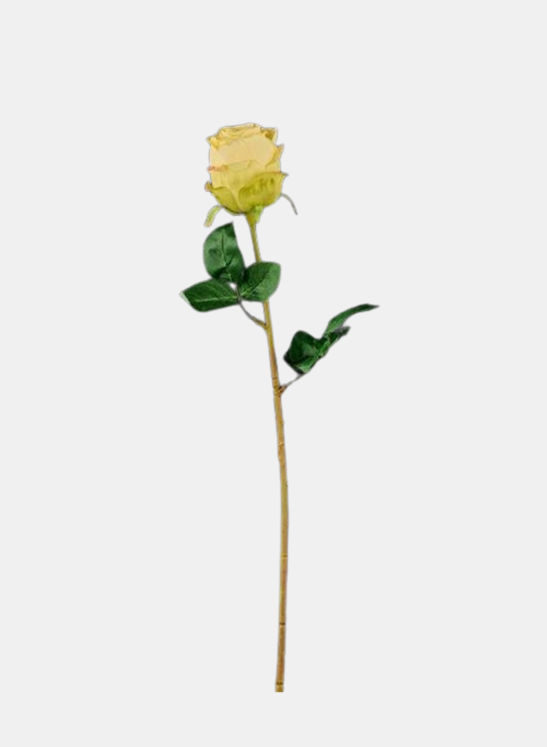 ROSE STEM YELLOW