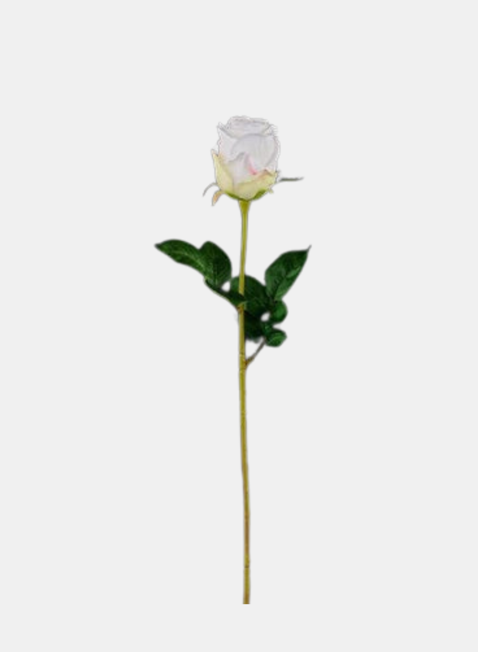 ROSE STEM WHITE