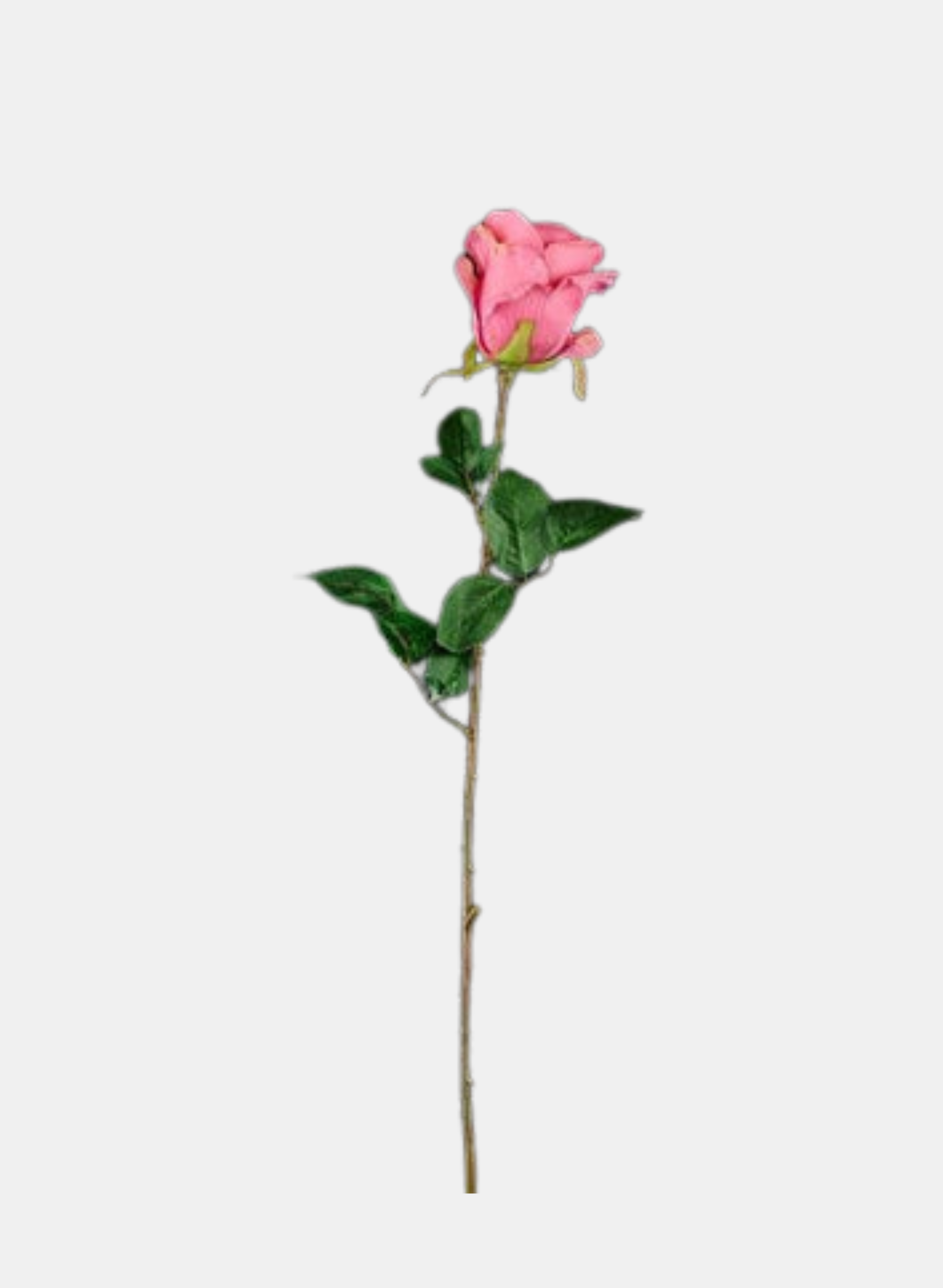 24"L ROSE STEM ROSE PINK