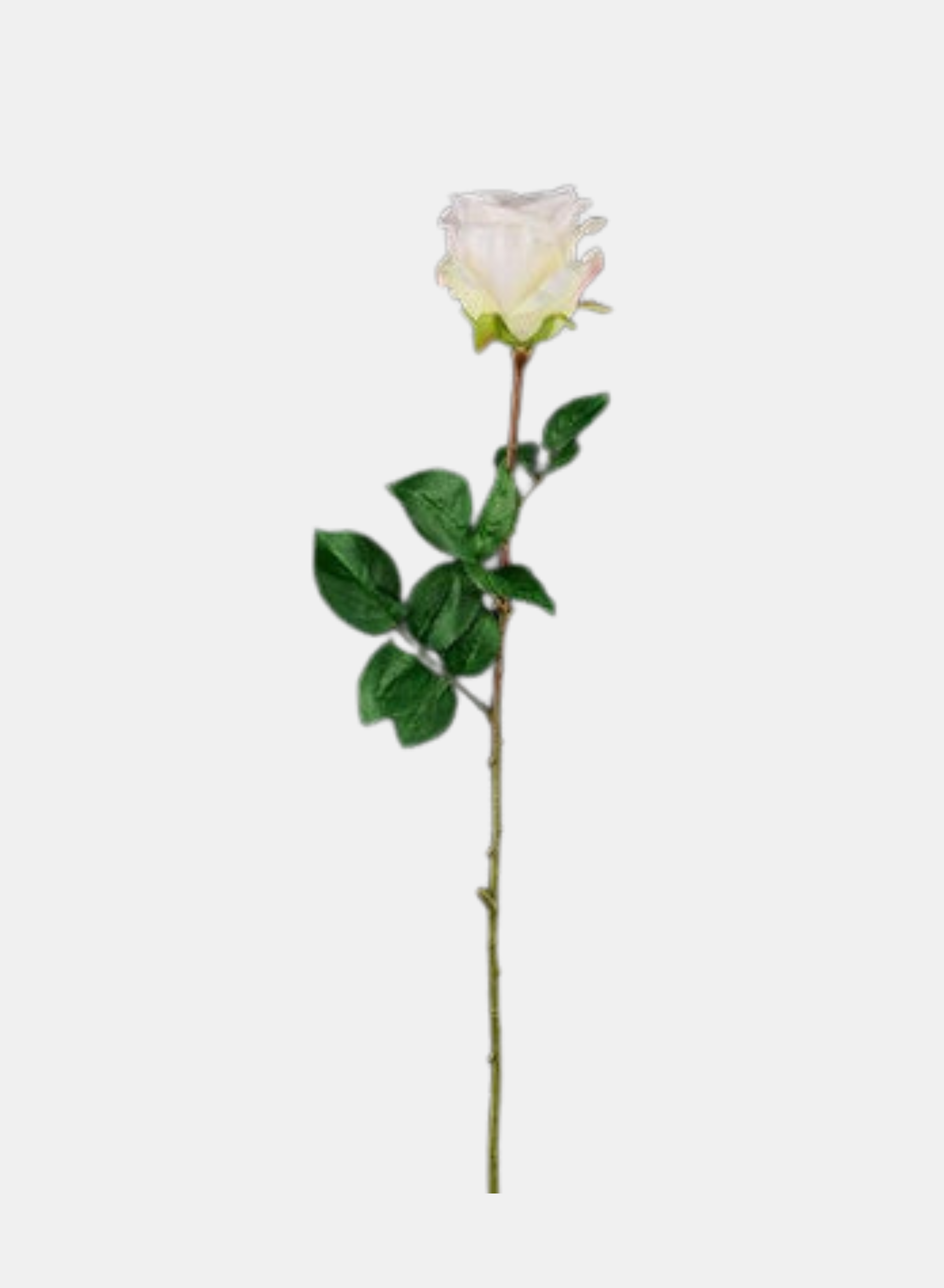 24"L ROSE STEM CREAM WHITE