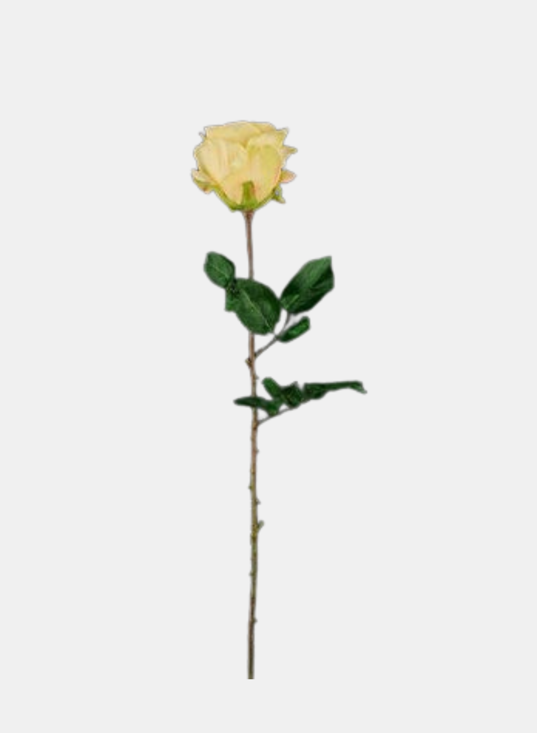 24"L ROSE STEM YELLOW