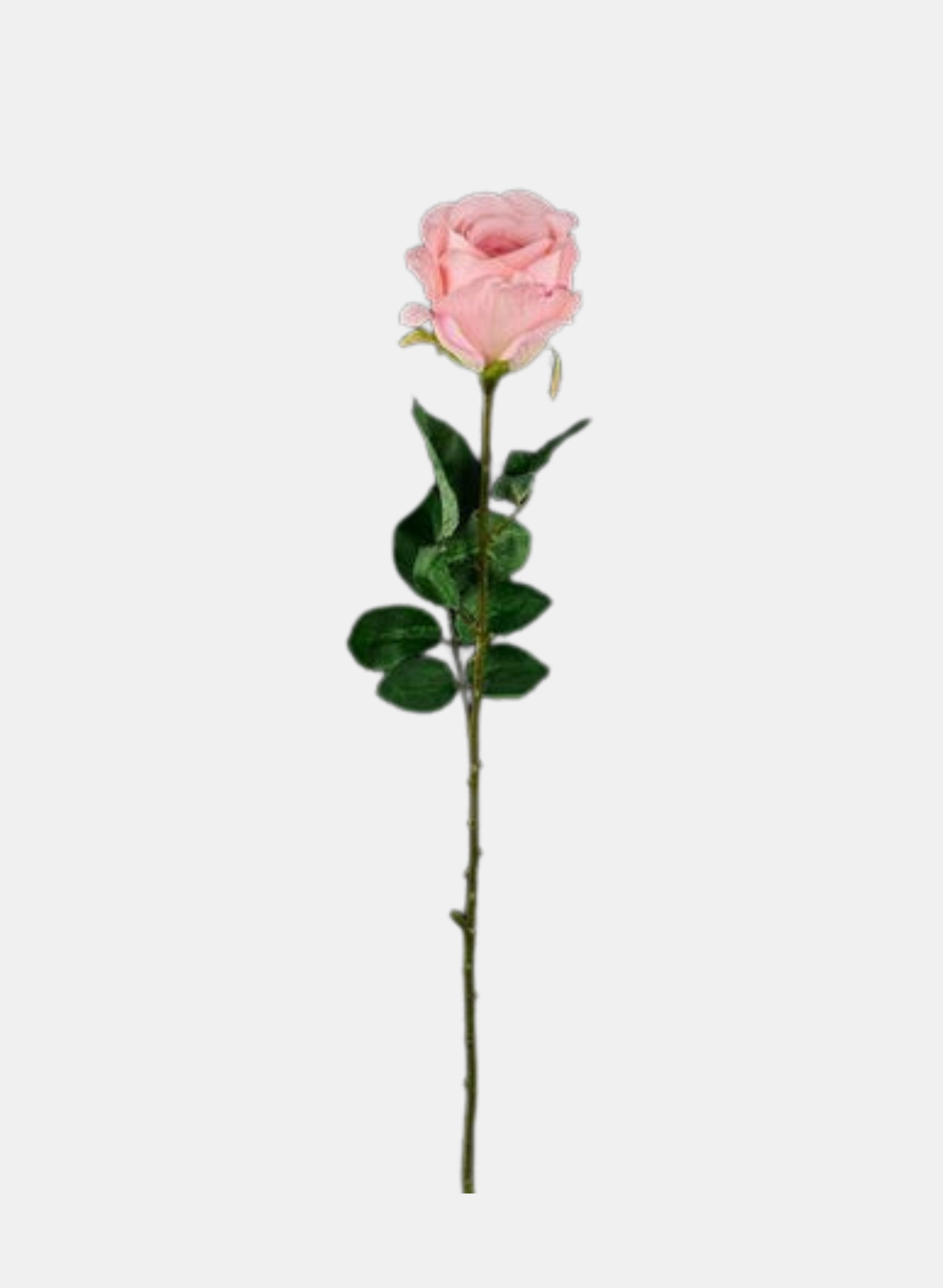 24"L ROSE STEM PINK