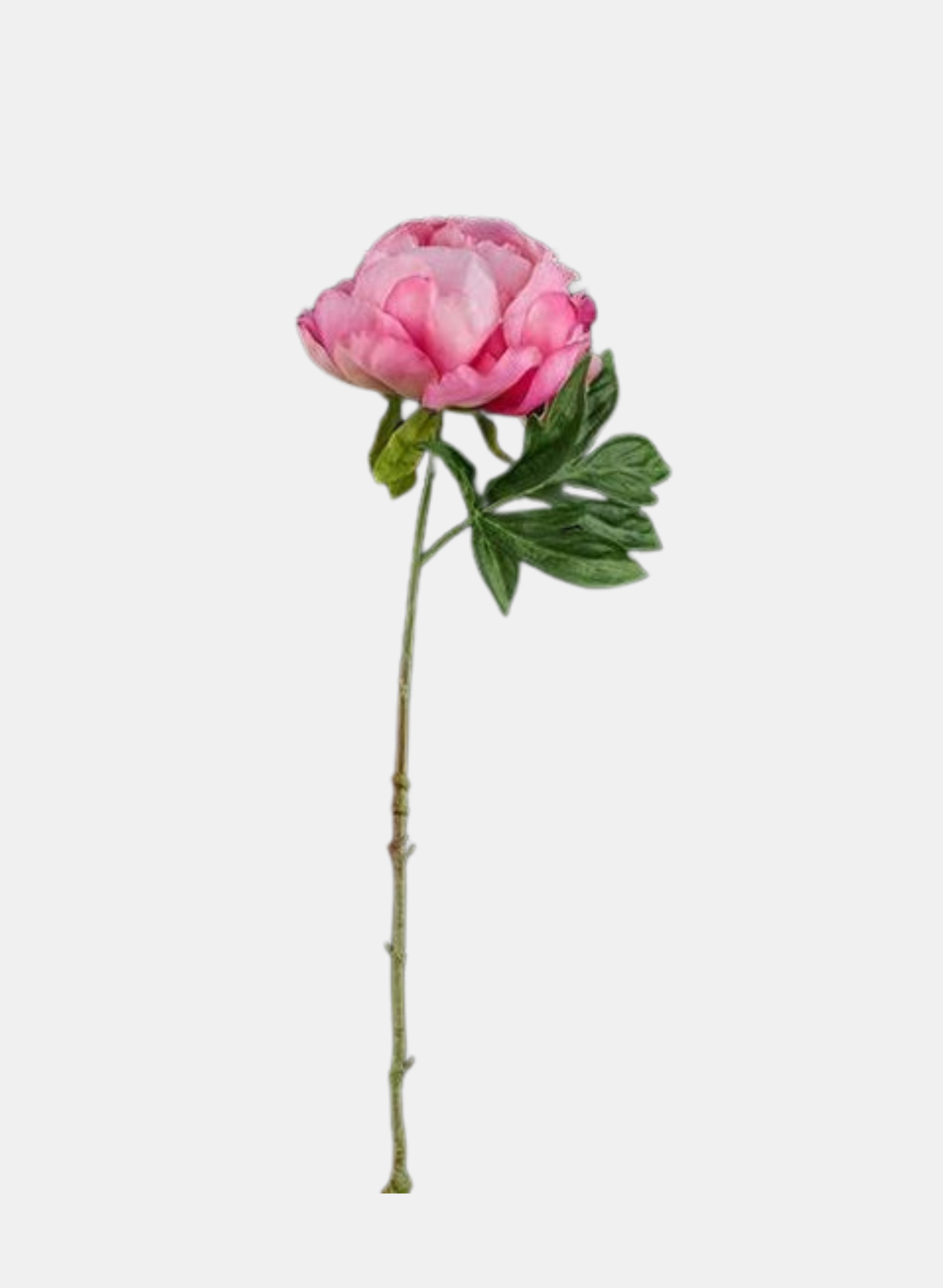 22.5"L PEONY STEM PINK