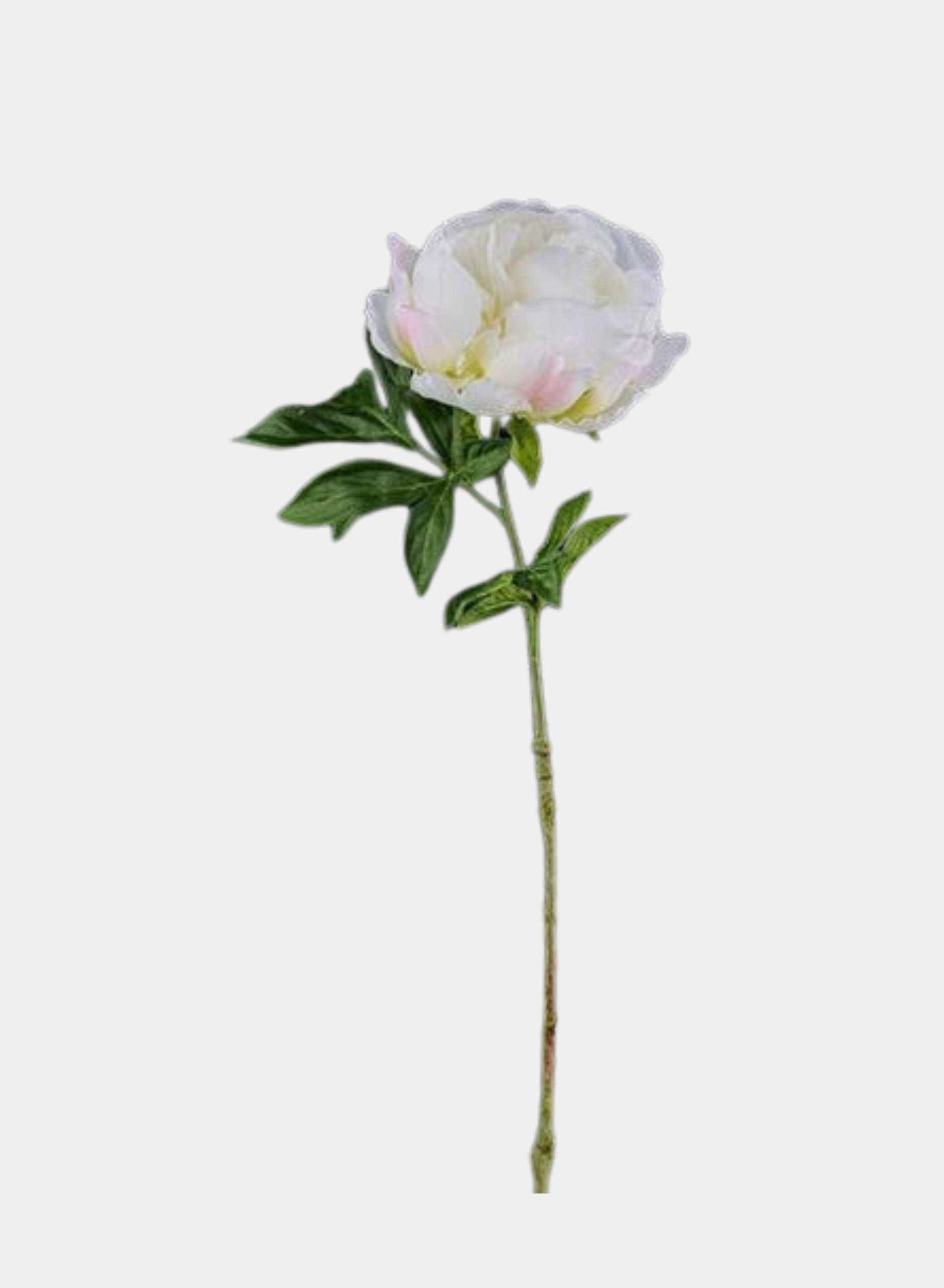 22.5"L PEONY STEM WHITE