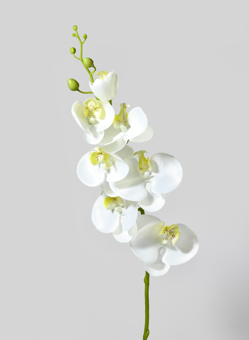 35 in White & Yellow Phalaenopsis