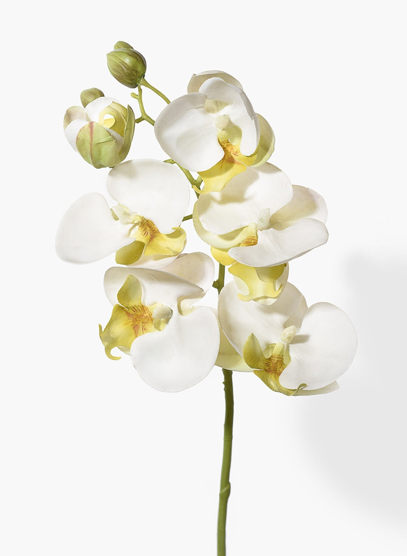 20 in White Phalaenopsis