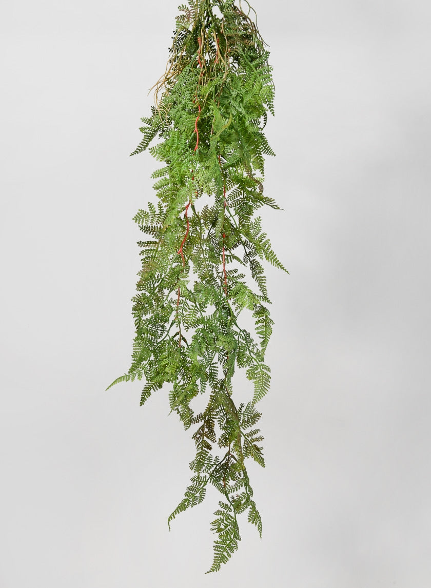 44 in Rooted Rainforest Fern Hanging
