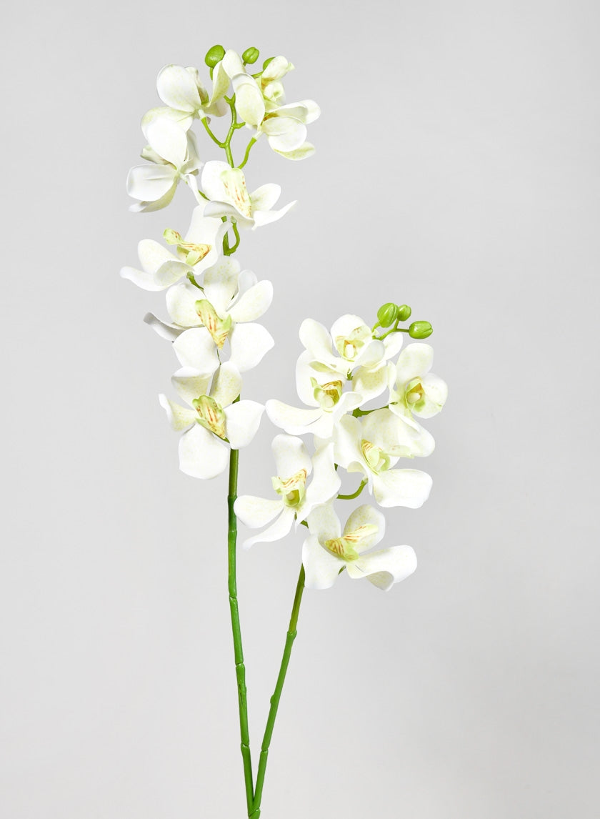 33 in Green Double Orchid Stem