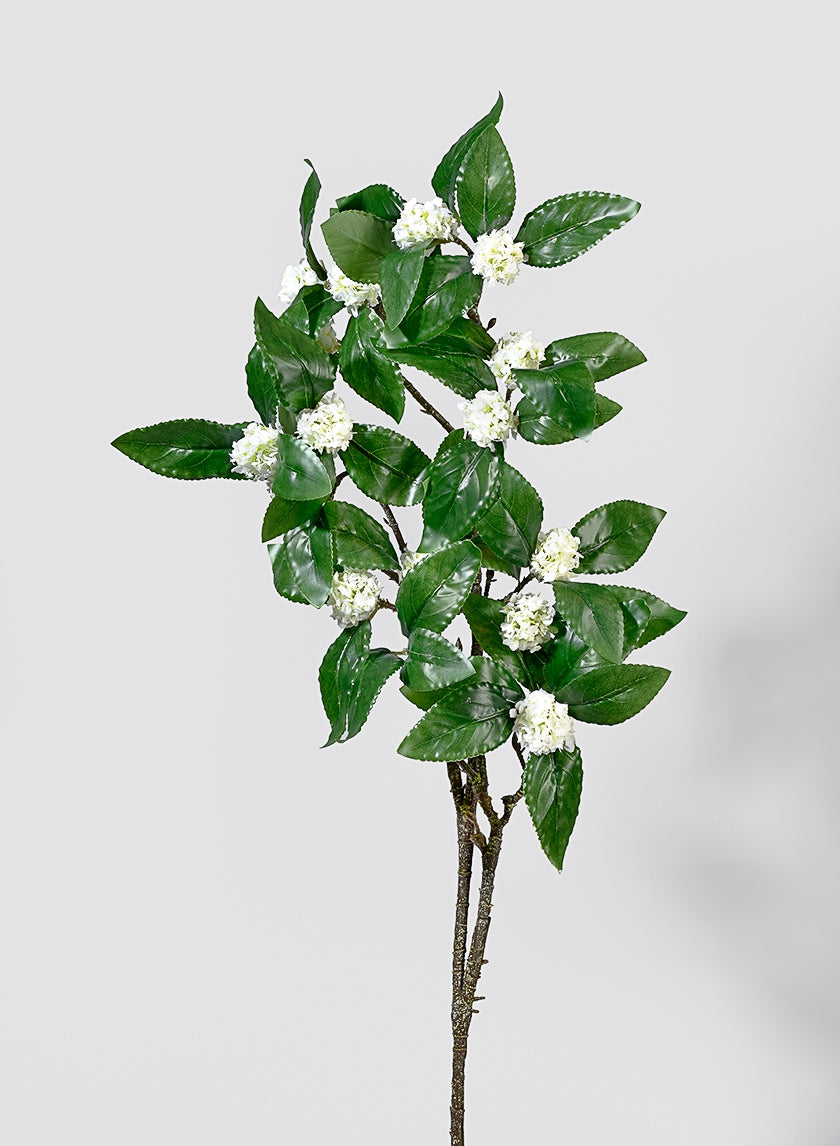 37 in White Flower Bush