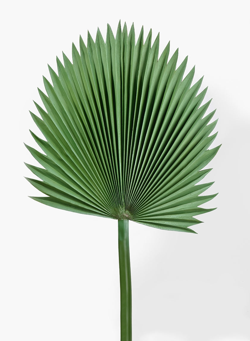 47 in Ruffled Fan Palm Leaf