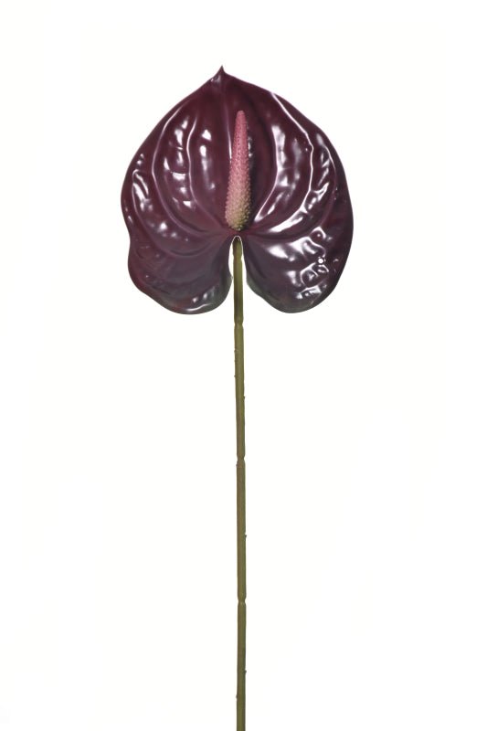 Anthurium - Multi Toned Colors