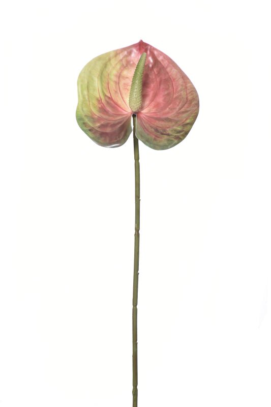 Anthurium - Multi Toned Colors