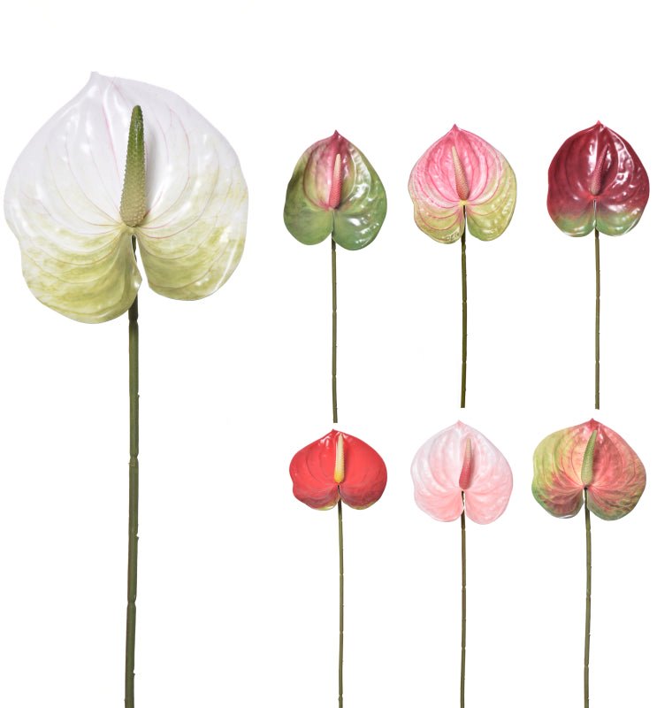 Anthurium - Multi Toned Colors