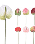 Anthurium - Multi Toned Colors