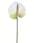 Anthurium - Multi Toned Colors