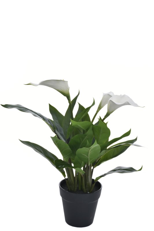 Calla In a Pot