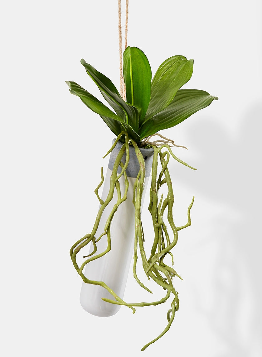 Orchid Leaves & Roots Hanging In Ceramic Tube Vase