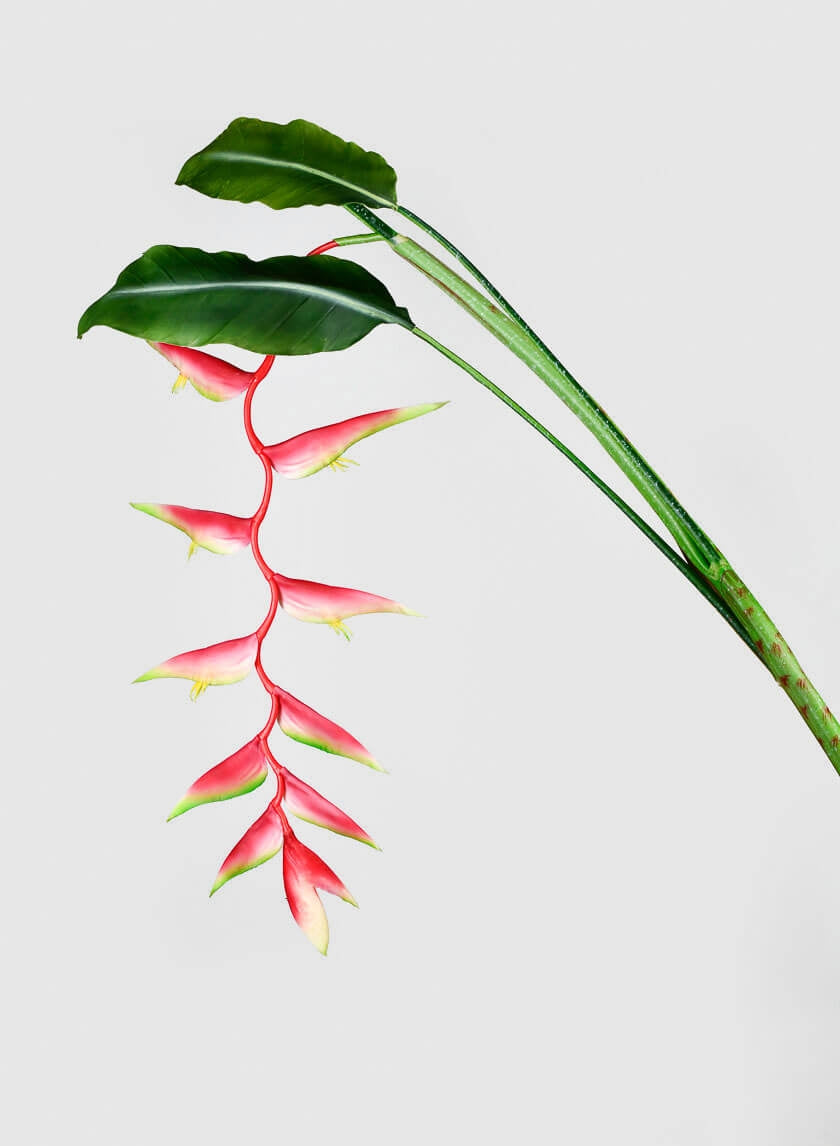 57 in Hanging Heliconia Stem