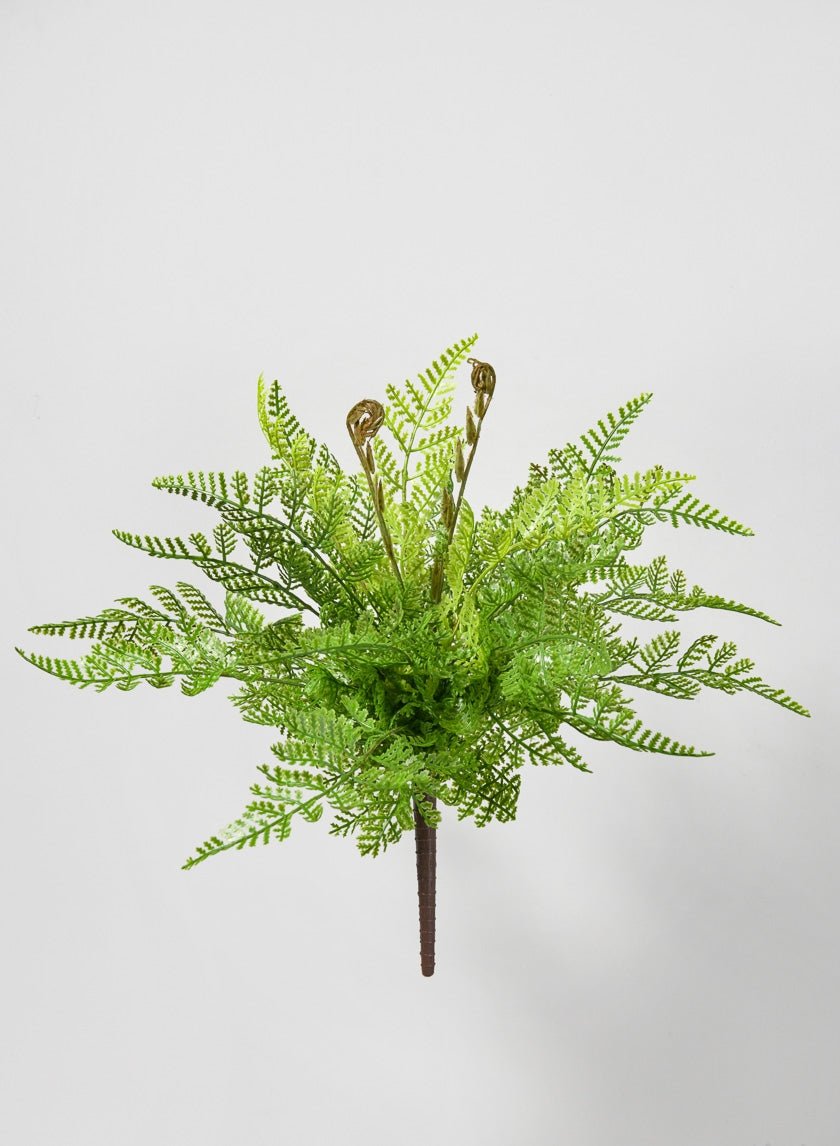 Kimberley Fern Bush