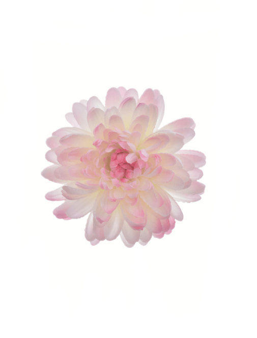 Large Chrysanthemum Head