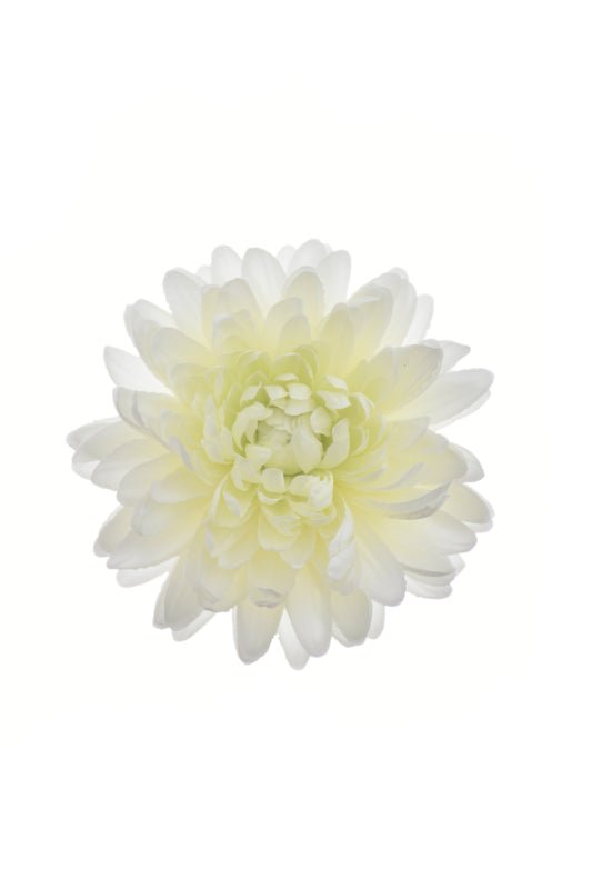 Large Chrysanthemum Head