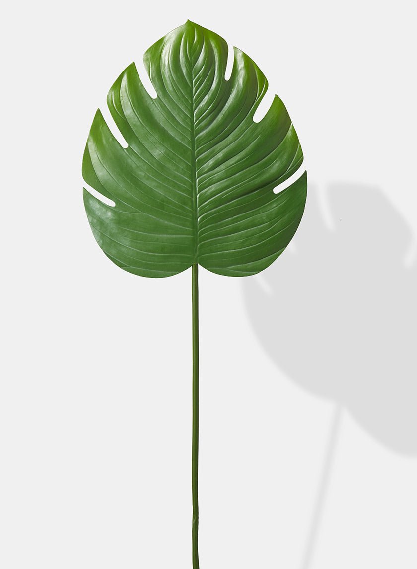 Large Monstera Leaf