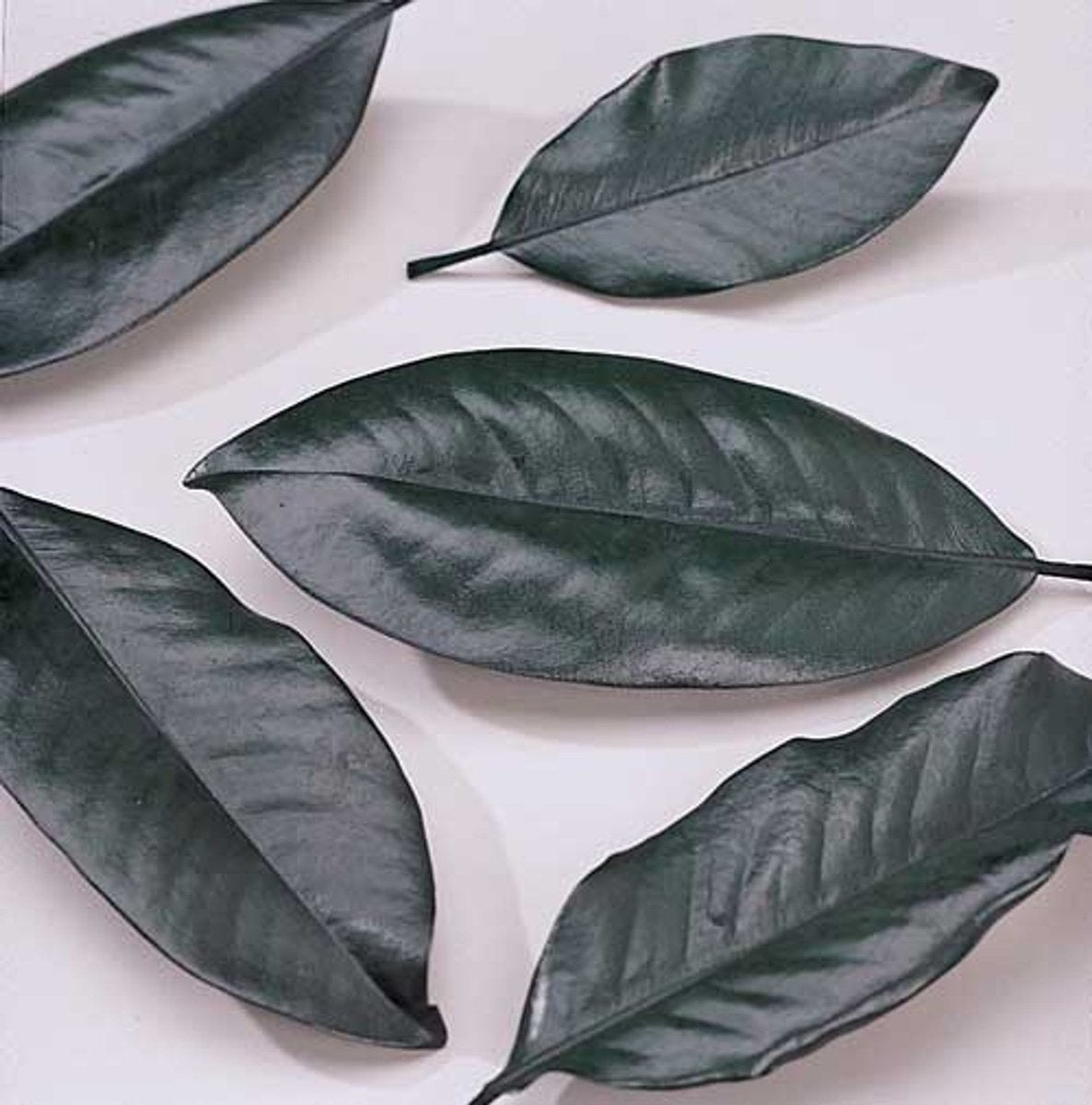 Magnolia Leaves - Preserved Bulk - Green