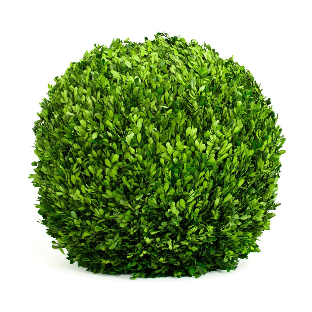 Preserved Boxwood Ball - 22