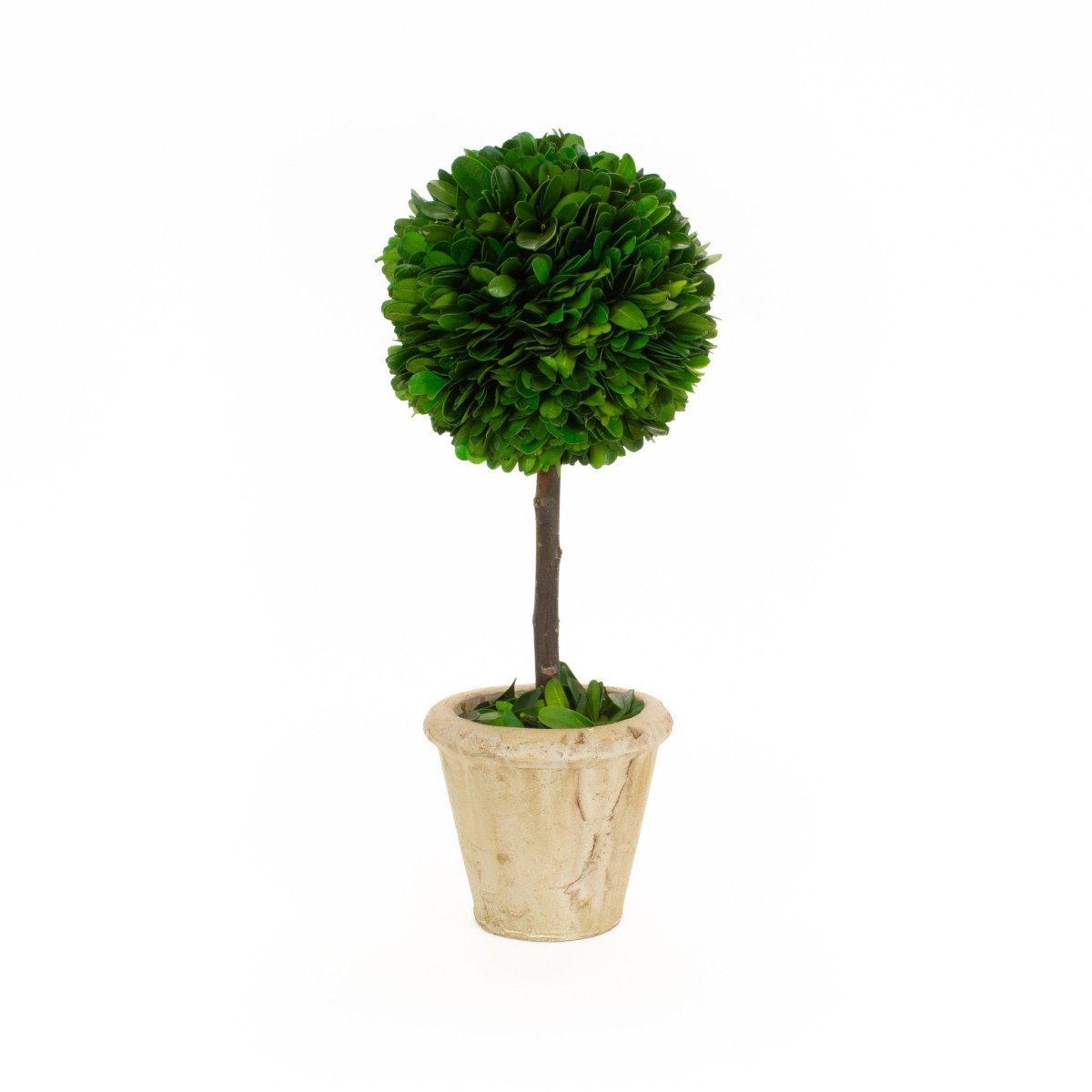 Preserved Boxwood Topiary Ball - 5" X 12