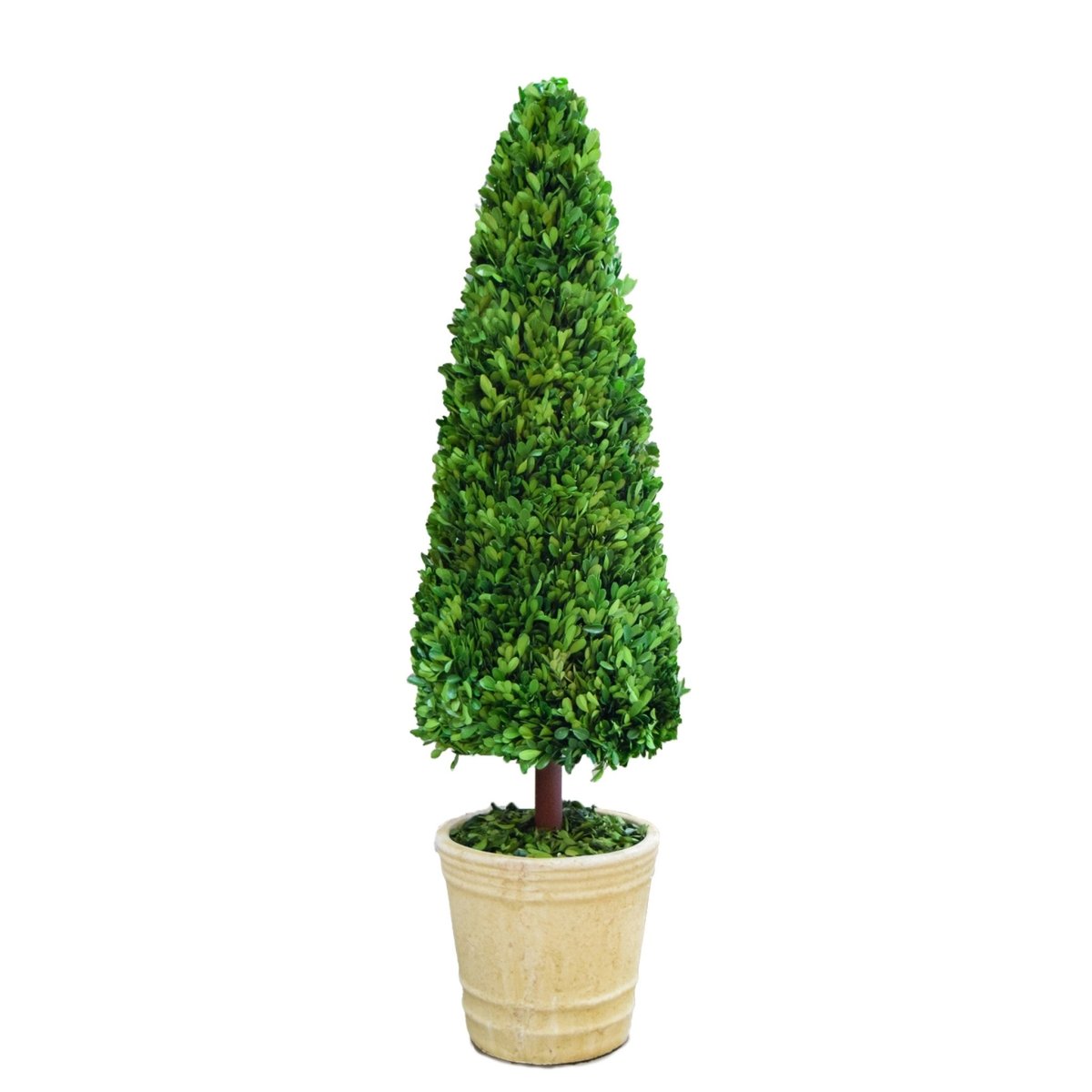 Preserved Boxwood Topiary Cone - 43