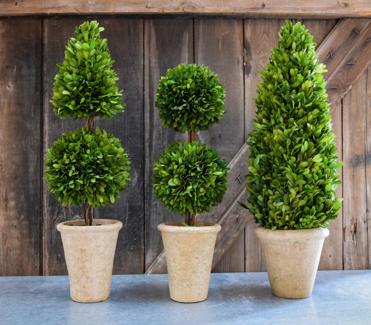 Preserved Boxwood Topiary - Double Ball - 20 Inch