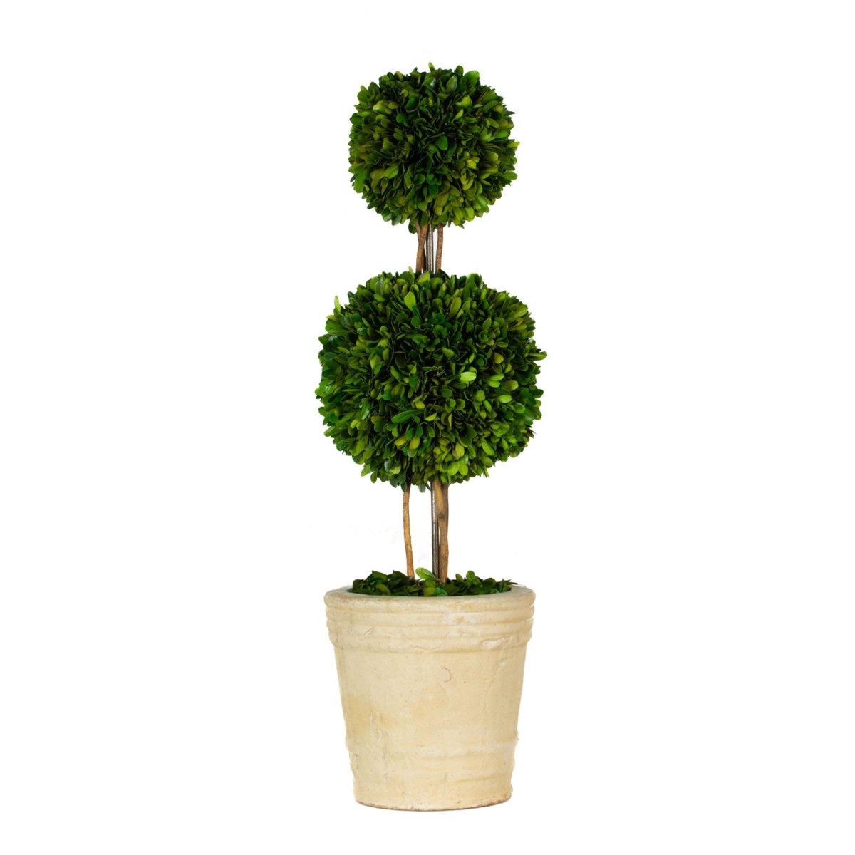 Preserved Boxwood Topiary - Double Ball - 30 Inch