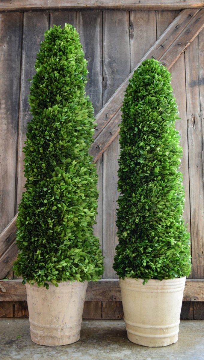 Preserved Boxwood Topiary - Spiral - 43 Inch