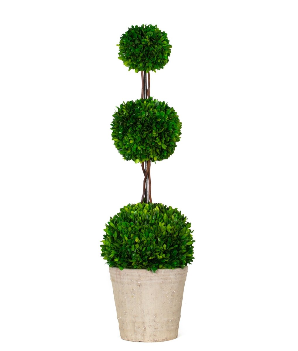 Preserved Boxwood Topiary - Triple Ball - 40 Inch