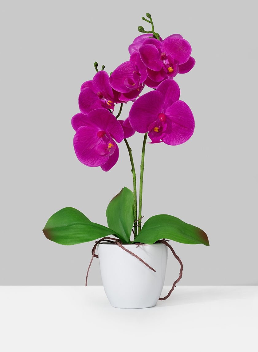 Purple Phalaenopsis Orchid In Pot