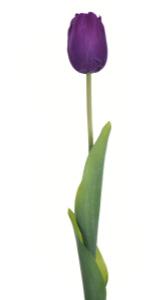 Real Touch 19 inch Single Tulip - Multiple Colors