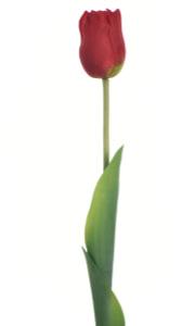 Real Touch 19 inch Single Tulip - Multiple Colors