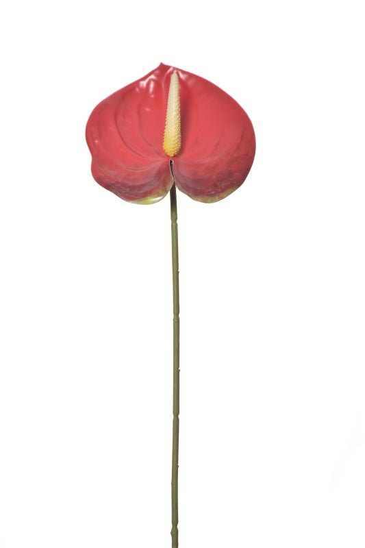 Red-Anthurium