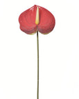Red-Anthurium