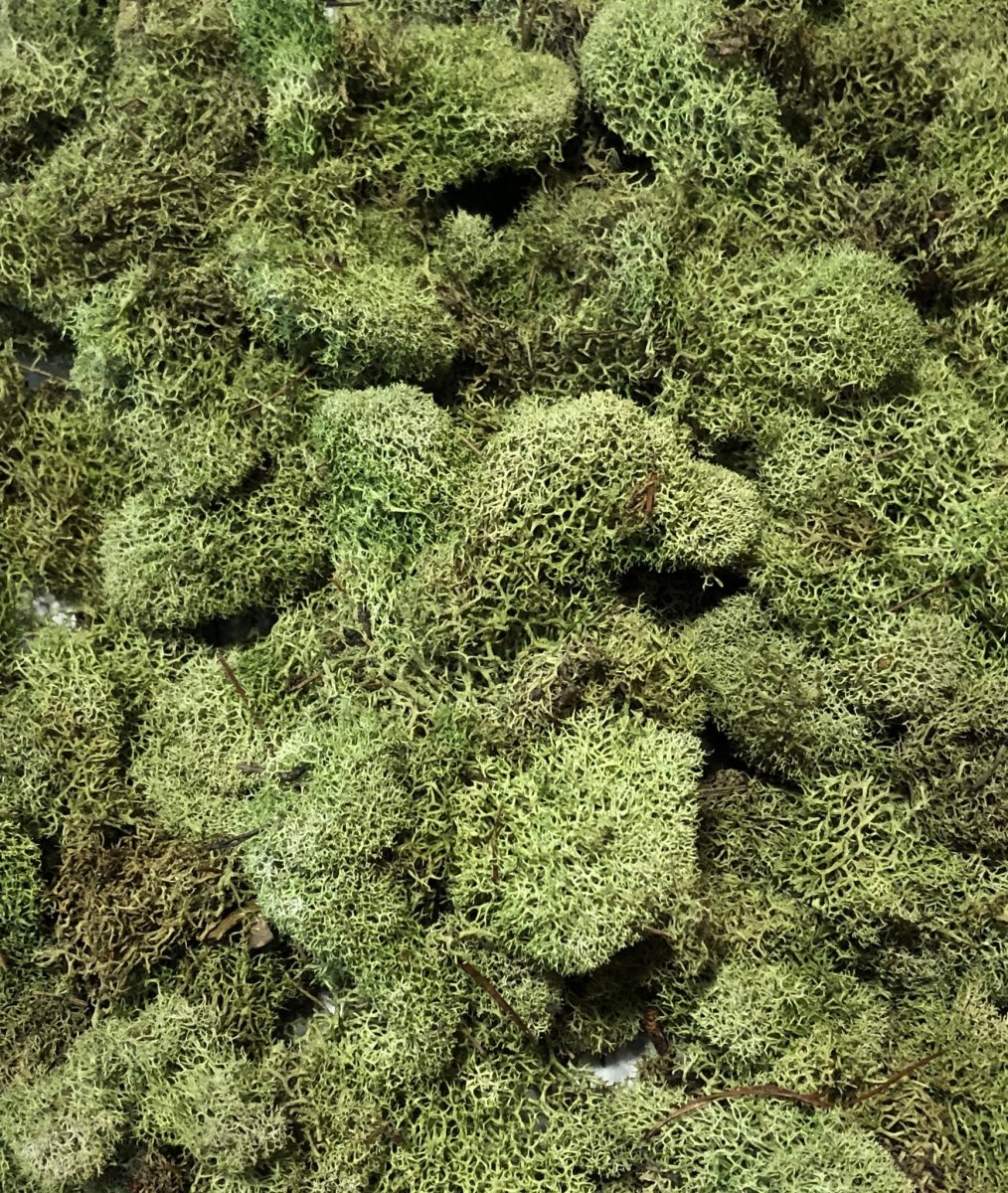 Reindeer Moss - Light Green - 4 Oz Pkg - 12 Pkgs/cs