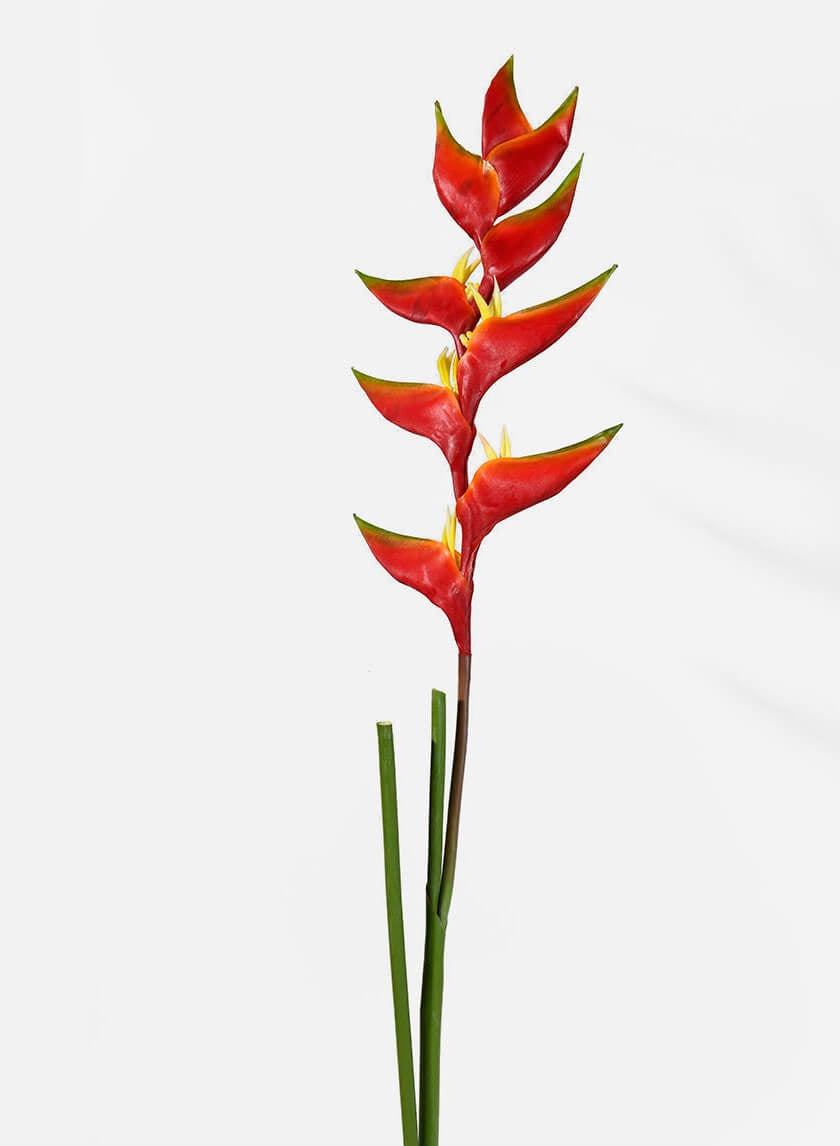47 in Heliconia
