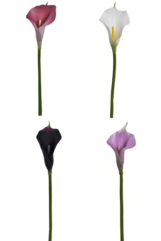 Single Calla