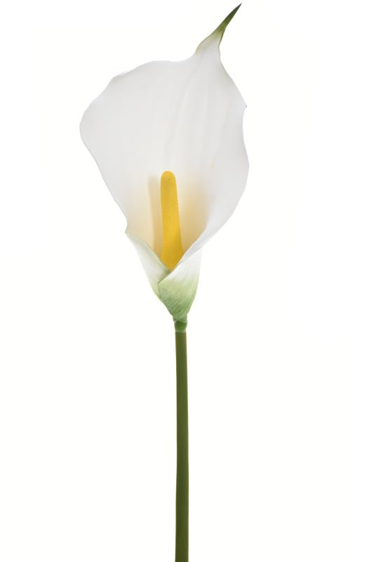 Single Calla