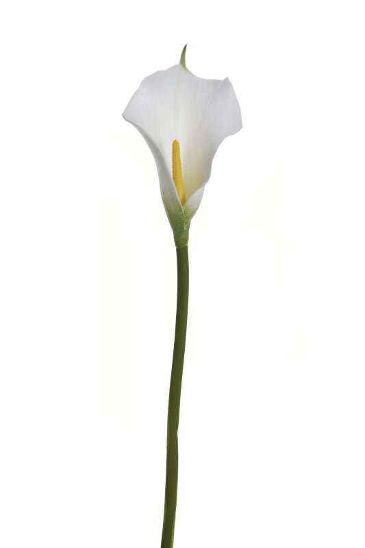 Single Calla