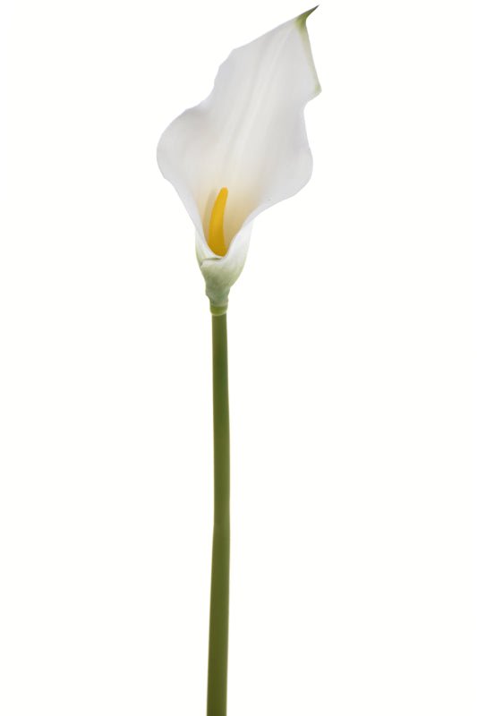 Single Calla